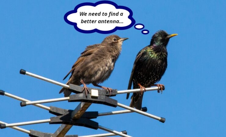 10-Best-Ota-Tv-Antenna-2023 Starlings Perched On A Tv Antenna Thinking They Need A New Antenna